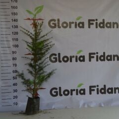 Mavi Atlas Sediri (Cedrus Atlantica) 70-90 CM