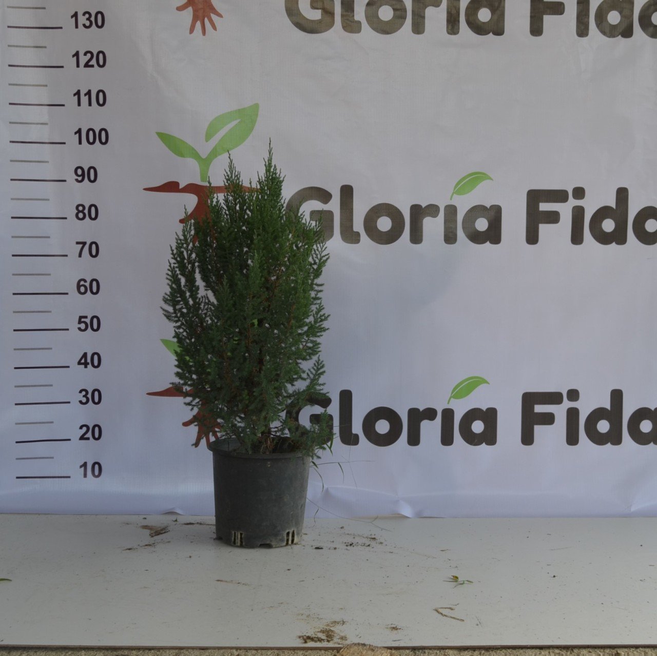 SAKSILI ROKET ARDIÇ FİDANI 2 YAŞ - 60-90 CM BOY