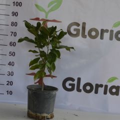 3 YAŞ 12 LT SAKSIDA MANOLYA ÇİÇEĞİ FİDANI BOY 70-90 CM