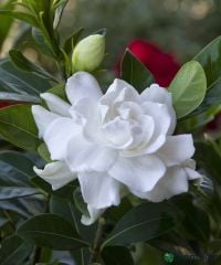 KOKULU GARDENYA ÇİÇEĞİ (BÜYÜK SAKSIDA)