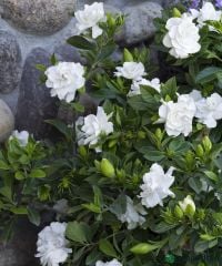 KOKULU GARDENYA ÇİÇEĞİ (BÜYÜK SAKSIDA)