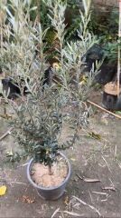 SAKSIDA YARI BODUR 7-10 KUTUR GEMLİK ZEYTİN FİDANI 4-5 YAŞ 50-70 CM BOY