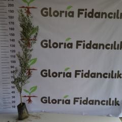 TÜPLÜ 3 YAŞ GEMLİK ZEYTİN FİDANI