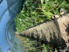 Tüplü Avokado Anacı 120 cm (Aşılanabilir Durumda)