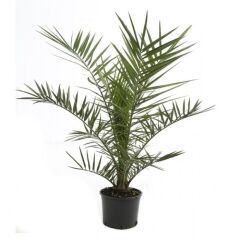 SAKSILI HURMA PALMİYESİ 6 YAŞ 150-200 CM BOY