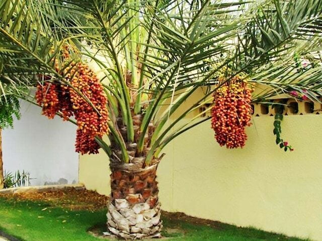 SAKSIDA HURMA PALMİYE FİDANI-3 YAŞ