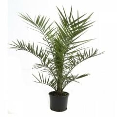 SAKSIDA HURMA PALMİYE FİDANI-3 YAŞ