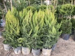 SAKSIDA 2 ADET LİMONİ SERVİ FİDANI BOY (40- 60 CM)