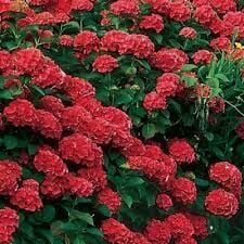 2 YAŞ SAKSIDA KIRMIZI ORTANCA ÇİÇEĞİ 50-70 CM