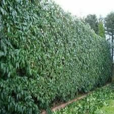 TÜPLÜ DUVAR SARMAŞIĞI HEDERA FİDANI YAŞ 2 BOY 80-110cm 2 ADET