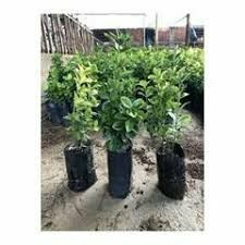 2 ADET TÜPLÜ YEŞİL TAFLAN FİDANI BOY 40-50 CM