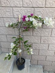 SAKSIDA NADİR BULUNAN ÇİFT RENK BEGONVİL(PEMBE VE BEYAZ)