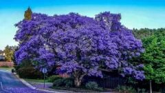 Saksılı Jacaranda (Jakaranda) Ağacı Fidanı (100-150 cm)