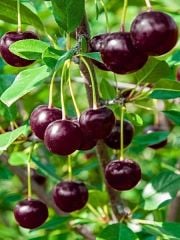 SAKSILI KÜTAHYA VİŞNE FİDANI 3 YAŞ 130-170 CM BOY