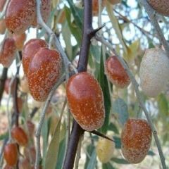 Tüplü Anadolu İğde Ağacı‏ Fidanı (150-200 cm)