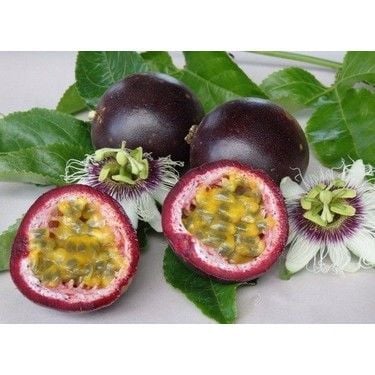 Tüplü Passion Fruit -Tutku-Aşk Meyvesi Fidanı 3 Yaş (150-200 cm)