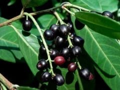 TÜPLÜ KARAYEMİŞ (Prunus Laurocerasus) FİDANI 120-150 CM