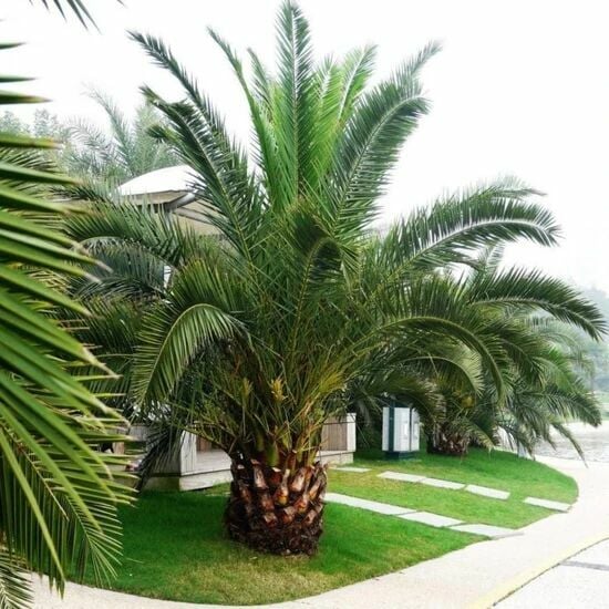 Phoenix Canariensis Hurma Palmiyesi Fidanı 200-250 CM
