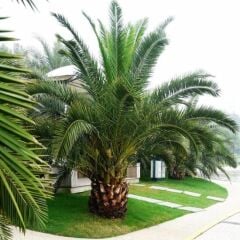 Phoenix Canariensis Hurma Palmiyesi Fidanı 200-250 CM