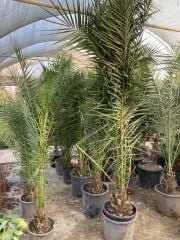 Phoenix Canariensis Hurma Palmiyesi Fidanı 200-250 CM