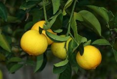 Tüplü Tatlı Limon (Şeker Limon) Fidanı Gloria Fidancılık