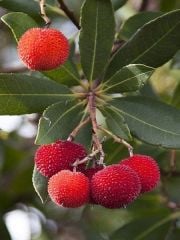 3 Yaş Kocayemiş (Dağ Çileği) Fidanı 80-110 cm