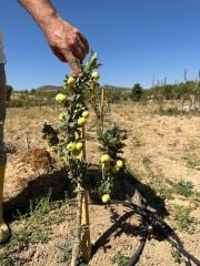 TÜPLÜ AŞILI, İRİ MEYVELİ SARI BELEN ALIÇ FİDANI 40-60 CM
