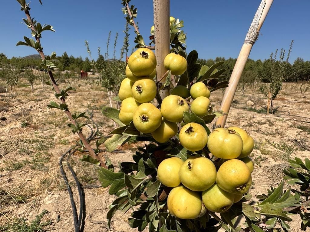 TÜPLÜ AŞILI, İRİ MEYVELİ SARI BELEN ALIÇ FİDANI 40-60 CM