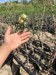 TÜPLÜ AŞILI, İRİ MEYVELİ SARI BELEN ALIÇ FİDANI 40-60 CM