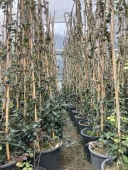 SAKSIDA 4 YAŞ SARMAŞIK YASEMİN(ARAP YASEMİNİ) BOY 220-250 CM