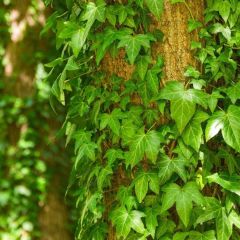 Amerikan Sarmaşığı Fidanı (Parthenocissus quinquefolia) - Beşparmak Sarmaşığı (175-200cm)