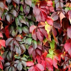 Amerikan Sarmaşığı Fidanı (Parthenocissus quinquefolia) - Beşparmak Sarmaşığı (175-200cm)