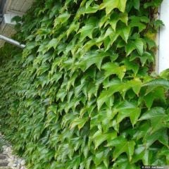 Amerikan Sarmaşığı Fidanı (Parthenocissus quinquefolia) - Beşparmak Sarmaşığı (175-200cm)