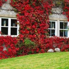 Saksıda Amerikan Sarmaşığı 150-200 CM (3 adet)