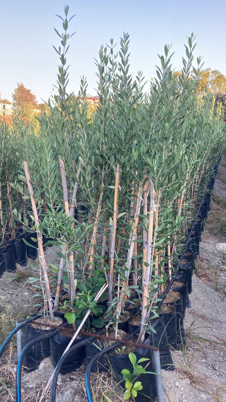 Bodur İspanyol Arbosana Zeytin Fidanı