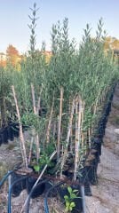 Bodur İspanyol Arbosana Zeytin Fidanı