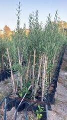 Bodur İspanyol Arbosana Zeytin Fidanı (120-150 cm) 2 Adet