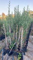 Bodur İspanyol Arbosana Zeytin Fidanı (120-150 cm) 10 Adet