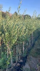 Bodur İspanyol Arbosana Zeytin Fidanı (120-150 cm) 10 Adet