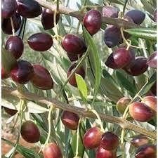 TÜPLÜ AYVALIK ZEYTİN FİDANI