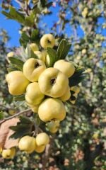 TÜPLÜ AŞILI, İRİ MEYVELİ SARI BELEN ALIÇ FİDANI 80-100 CM