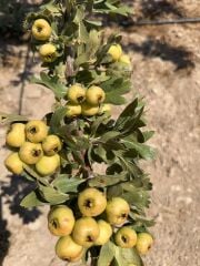 TÜPLÜ AŞILI, İRİ MEYVELİ SARI BELEN ALIÇ FİDANI 80-100 CM