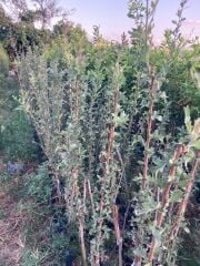 TÜPLÜ AŞILI, İRİ MEYVELİ SARI BELEN ALIÇ FİDANI 80-100 CM