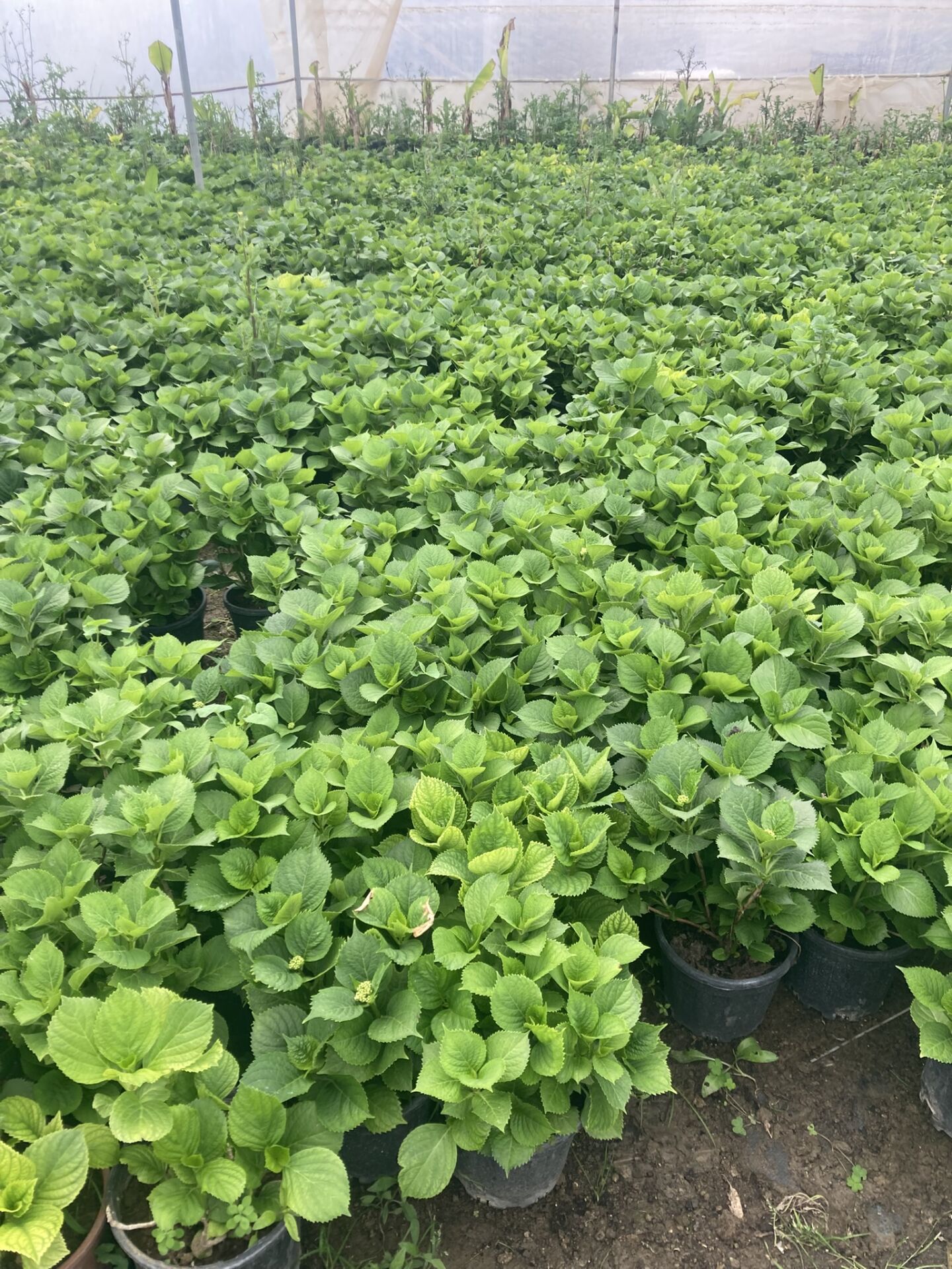 Kırmızı Ortanca Çiçeği Fidanı 2 Yaş 30-50 cm