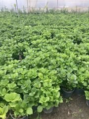 Kırmızı Ortanca Çiçeği Fidanı 2 Yaş 30-50 cm