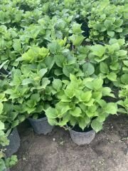 Kırmızı Ortanca Çiçeği Fidanı 2 Yaş 30-50 cm