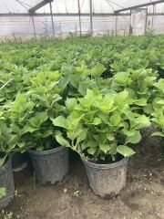 Kırmızı Ortanca Çiçeği Fidanı 2 Yaş 30-50 cm
