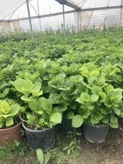 Kırmızı Ortanca Çiçeği Fidanı 2 Yaş 30-50 cm