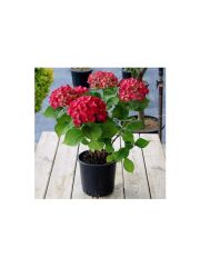 Kırmızı Ortanca Çiçeği Fidanı 2 Yaş 30-50 cm