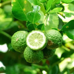 Tüplü Aşılı Özel Çeşit Nadir Bulunan Kaffir Lime Fidanı